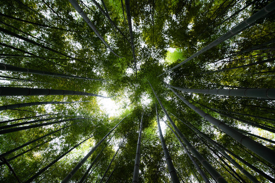 竹林特写照片