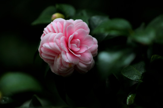 芬芳流年万瓣茶花