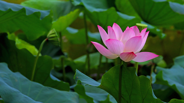 芬芳流年夏荷怒放