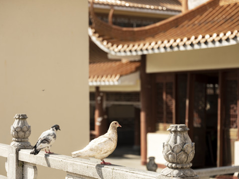 深圳弘法寺