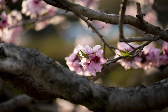 桃花