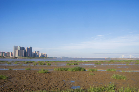 泉州湾河口湿地滩涂风景