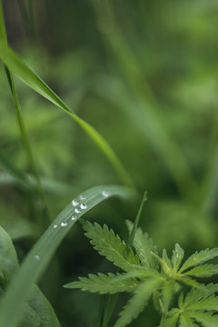 阴天十分挂满露水的小草