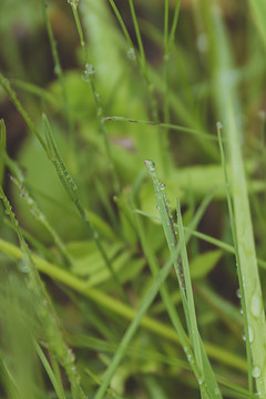雨后挂着雨滴的小草丛