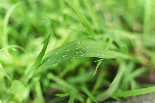 挂满雨滴的小草叶子