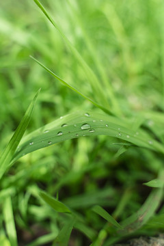 雨水沾满草叶夏雨过后