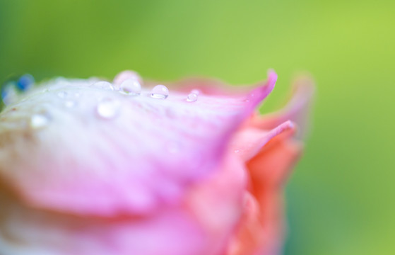 花卉玫瑰花