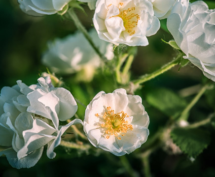 白玉堂花