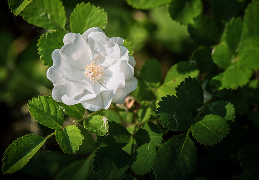 白玉堂花