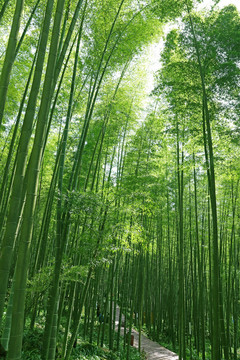 高清竹林图片