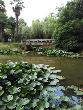 池塘岸边