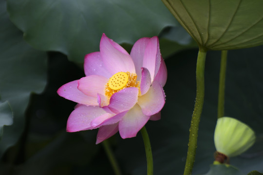 荷花