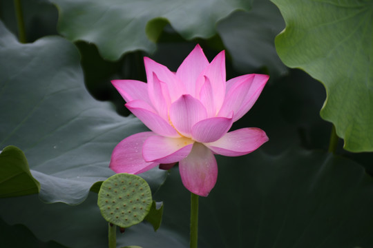 荷花