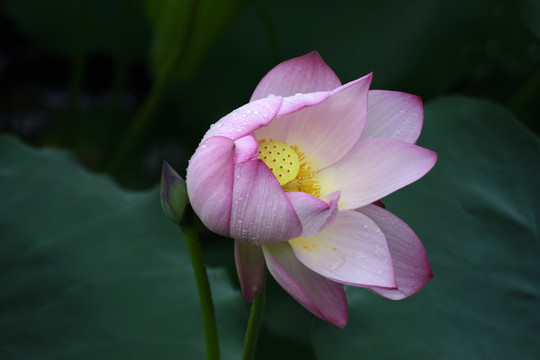 荷花