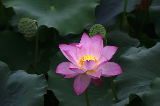 荷花