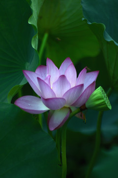 荷花
