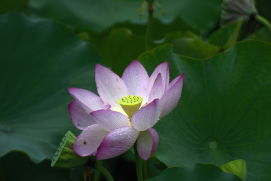 荷花