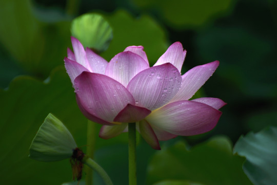 荷花