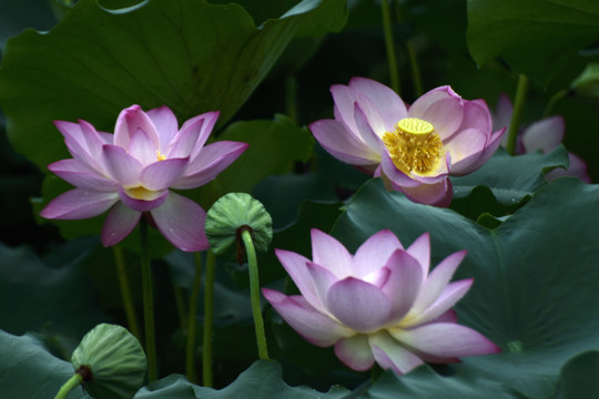 荷花