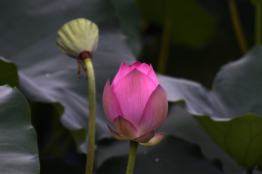 荷花