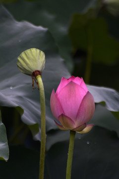荷花