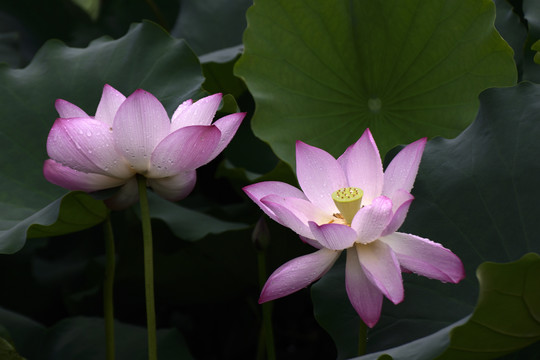 荷花