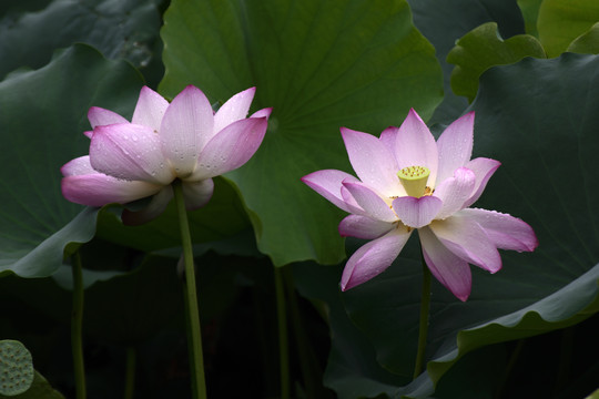 荷花