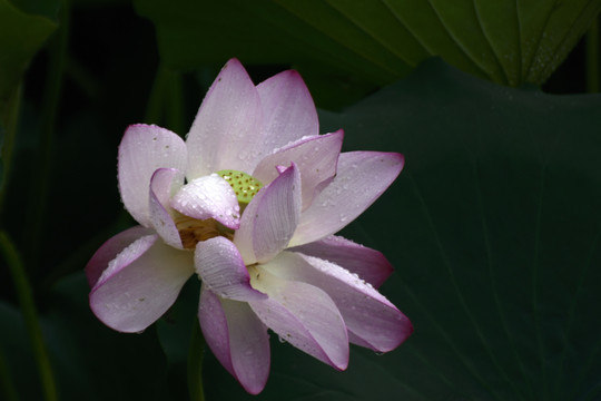 荷花