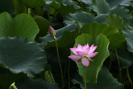荷花