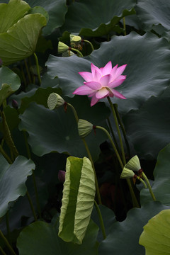 荷花
