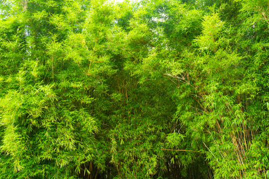夏日竹林景观