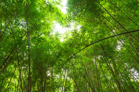 夏日竹林景观