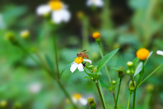 花朵上的蜜蜂