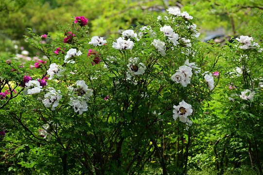 牡丹花