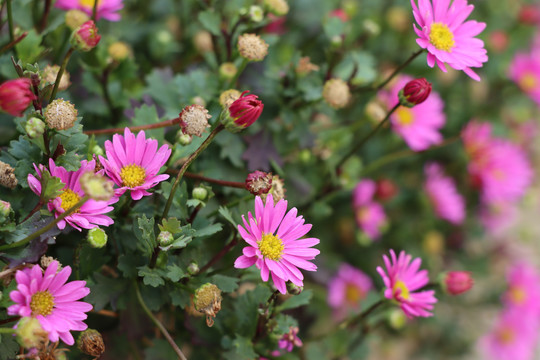 菊花丛