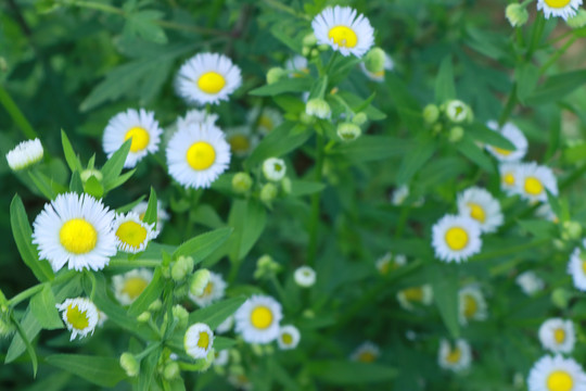 小野菊花