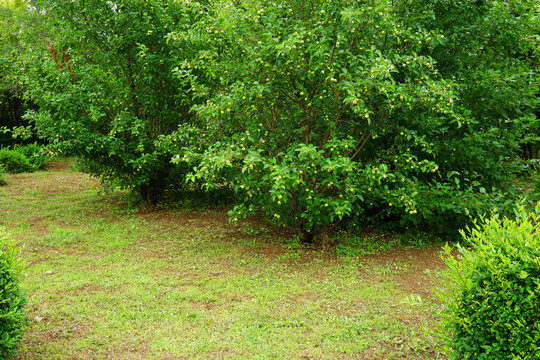 苹果树