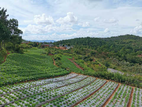 山地蔬菜种植