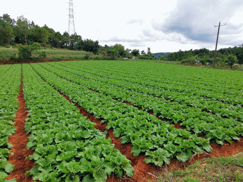 山地白菜