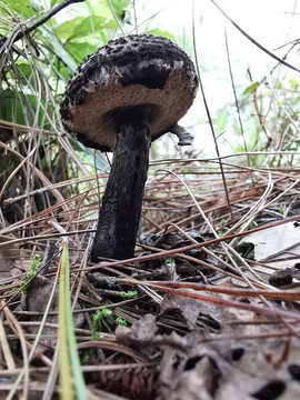 黑蘑菇