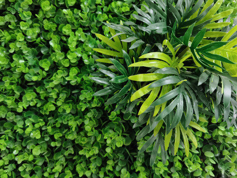 绿植装饰背景墙