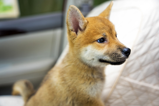 汽车里的小柴犬特写