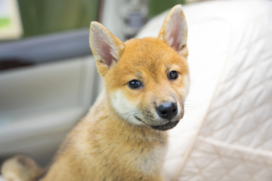 汽车里的小柴犬特写