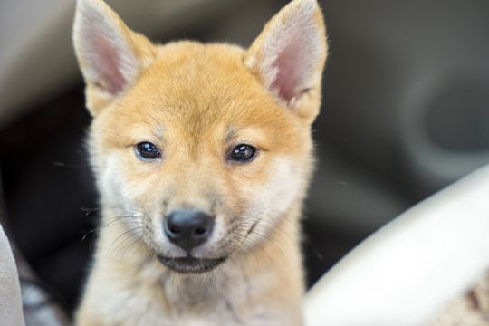 汽车里的小柴犬特写