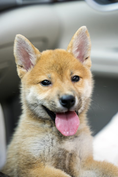 汽车里的小柴犬特写