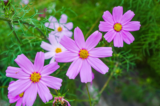 格桑花