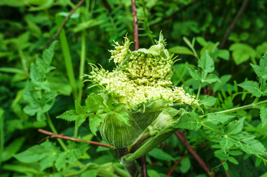 花椰菜