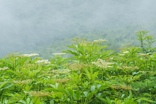 接骨草