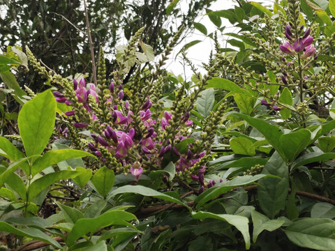 香花鸡血藤