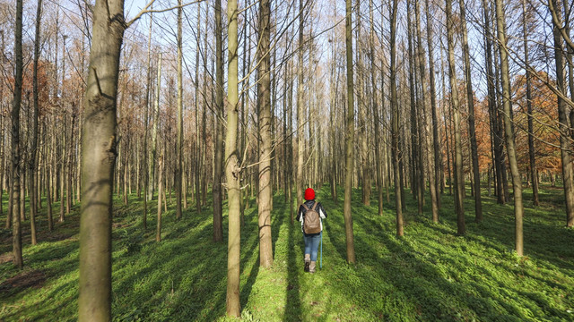 一个女人在森林中徒步旅行背影